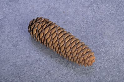 Pomme de Pin (épicea)